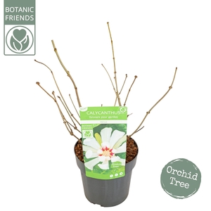 Sinocalycanthus chinensis