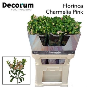 ALST FL CHARMELIA PINK XL