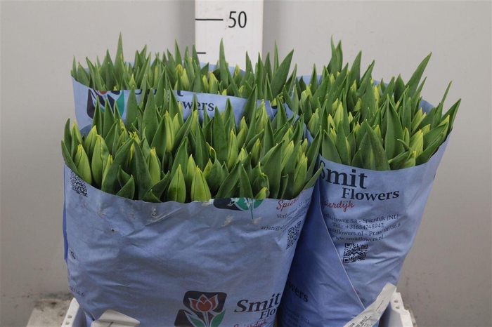 <h4>Tu En Strong Gold</h4>