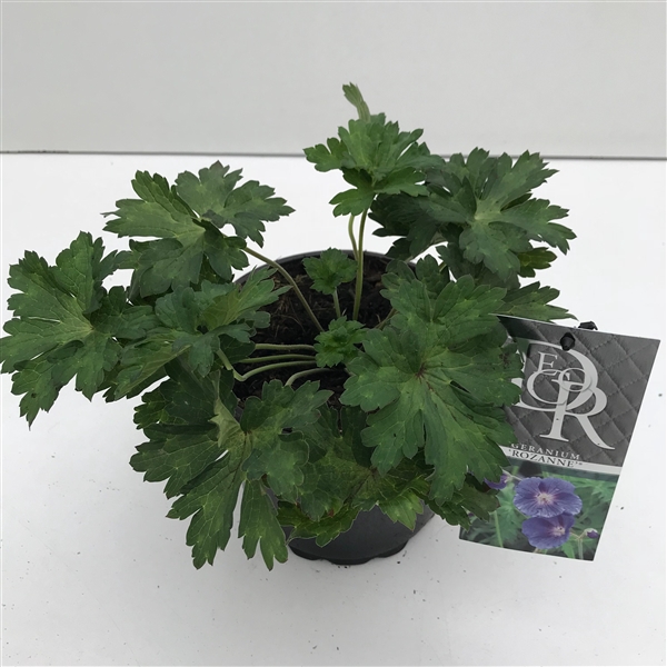 <h4>Geranium 'Rozanne'</h4>