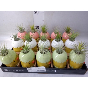 Arr.   Kamerplant Groen L%