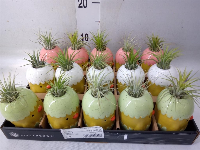 <h4>Arr. Kamerplant Groen L%</h4>