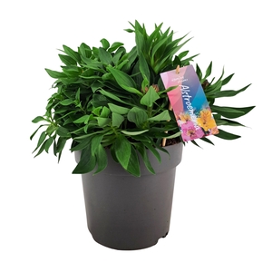 Alstroemeria Inticancha Doba p21