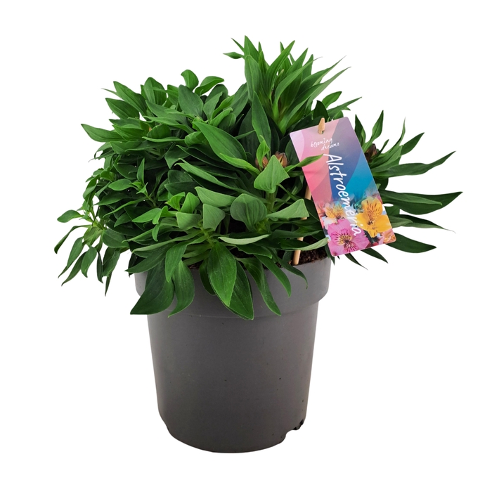 <h4>Alstroemeria Inticancha Doba p21</h4>