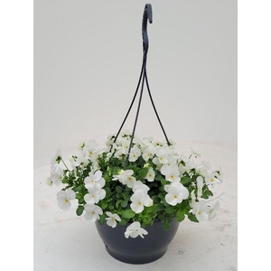 Viola Cornuta Grp 'Deltini True White' hangpot