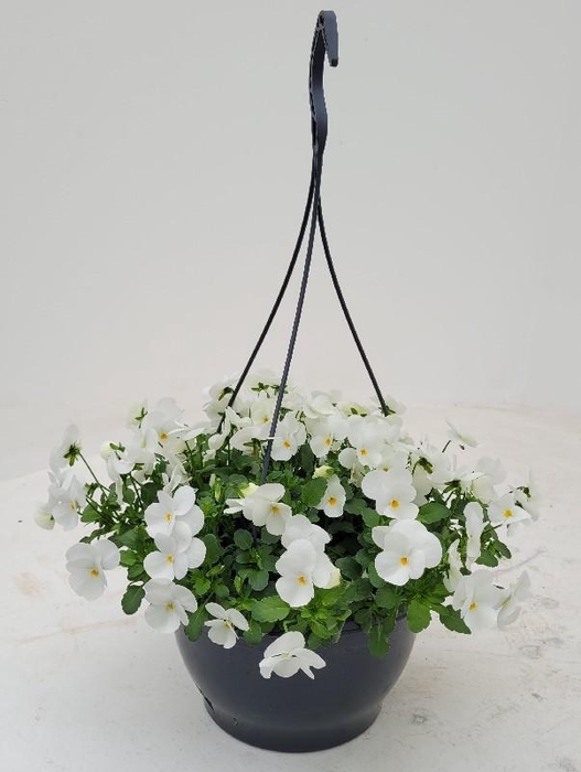 <h4>Viola Cornuta Grp 'Deltini True White' hangpot</h4>