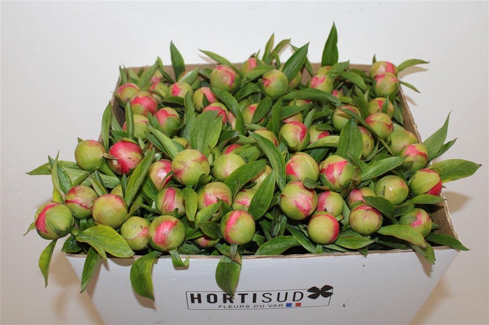 <h4>Paeo L Coral Charm</h4>