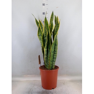 Sansevieria trifa. 'Laurentii'