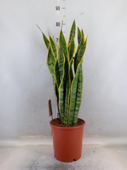 <h4>Sansevieria trifa. 'Laurentii'</h4>
