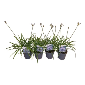 Agapanthus brilliant bl. blauw. pot 12 cm 4+ knoppen boven gewas