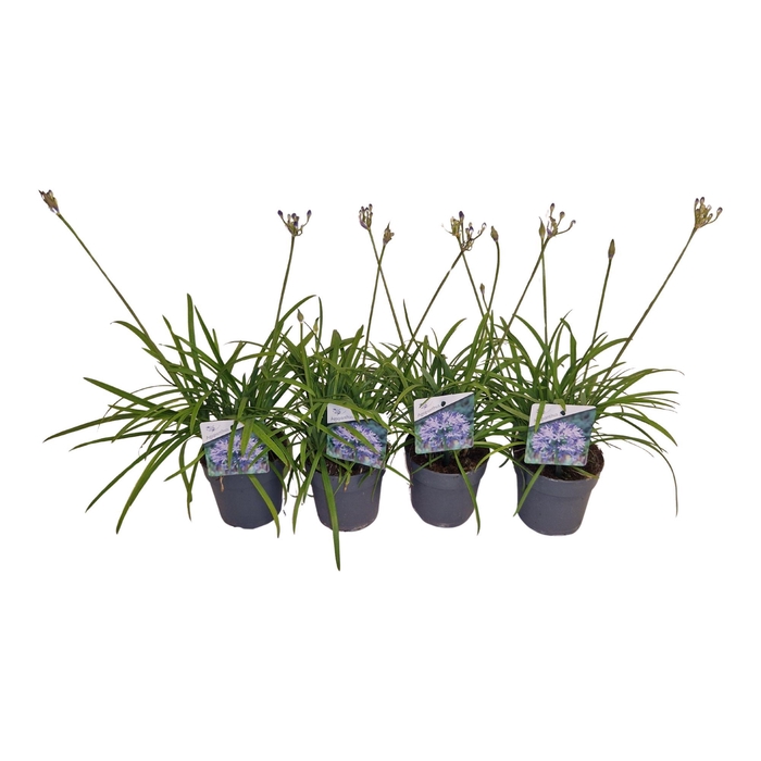 <h4>Agapanthus brilliant bl. blauw. pot 12 cm 4+ knoppen boven gewas</h4>