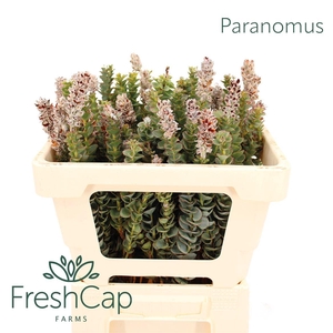 Paranomus reflexus