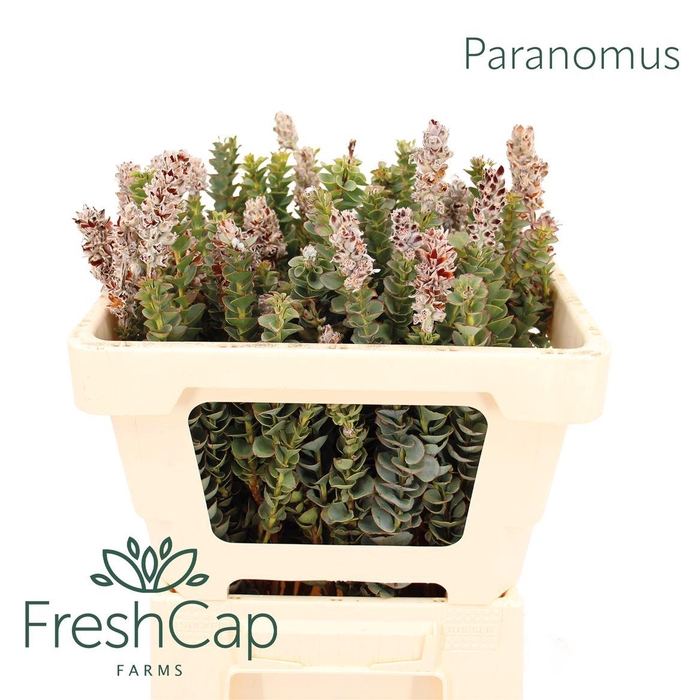 <h4>Paranomus reflexus</h4>