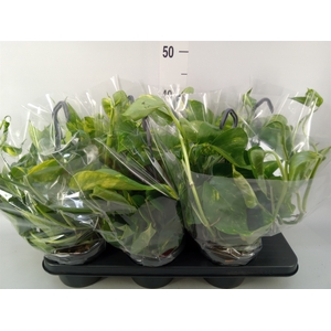 Epipremnum pinn.   HG