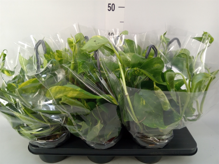 <h4>Epipremnum pinn.   HG</h4>