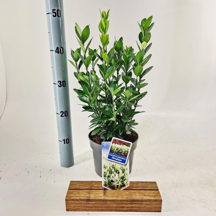 <h4>Euonymus japonicus Himalaya</h4>