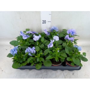 Viola wr. 'Flair Light Blue'