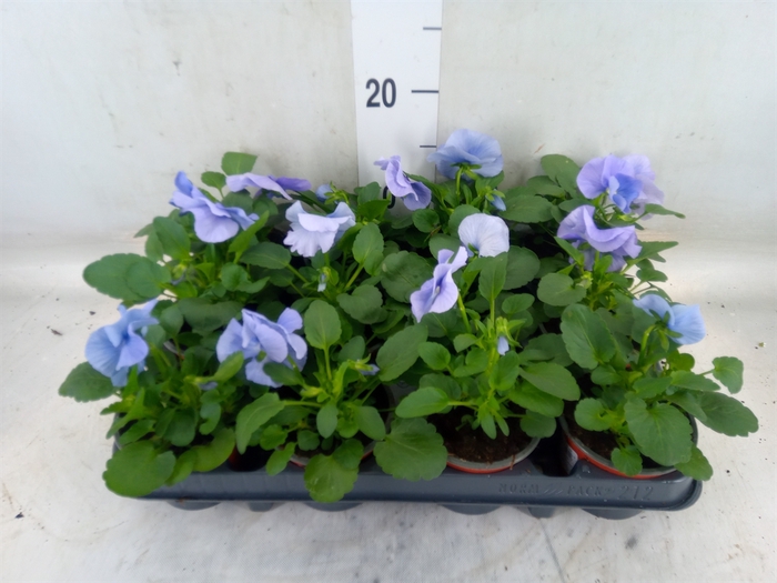 <h4>Viola wr. 'Flair Light Blue'</h4>