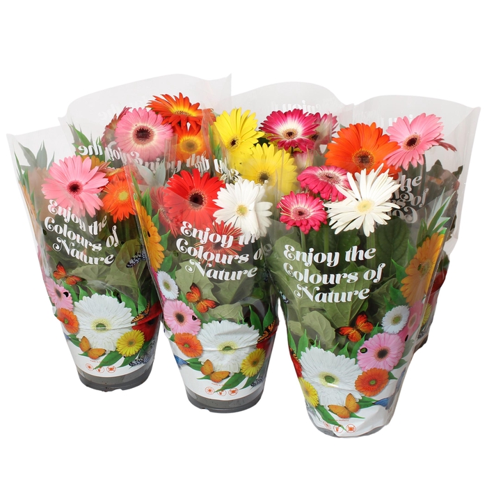 <h4>Gerbera 3+bl 17cm patio getoefd 2 kleuren per pot</h4>