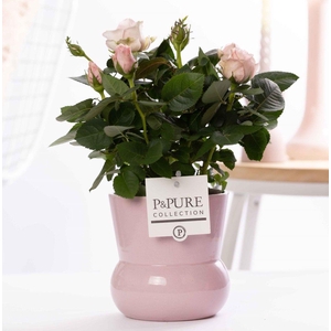 Rosa light pink in P&PURE Plant Vase Maxima pink