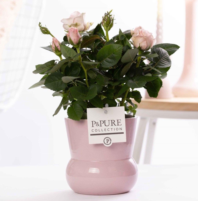 <h4>Rosa light pink in P&PURE Plant Vase Maxima pink</h4>