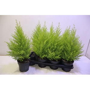 arr8 Cupr Ma Goldc Wilma