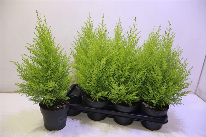 <h4>Cupr Ma Goldc Wilma</h4>