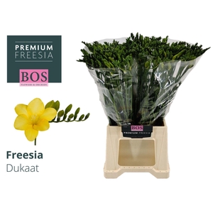 Freesia enk Dukaat