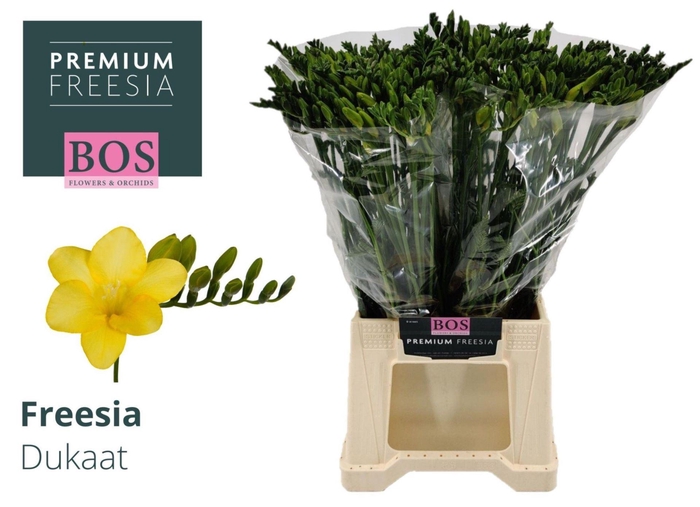 <h4>Freesia enk Dukaat</h4>
