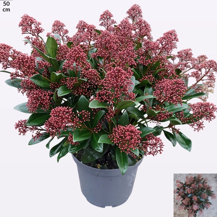 <h4>SKIM J RUBELLA</h4>