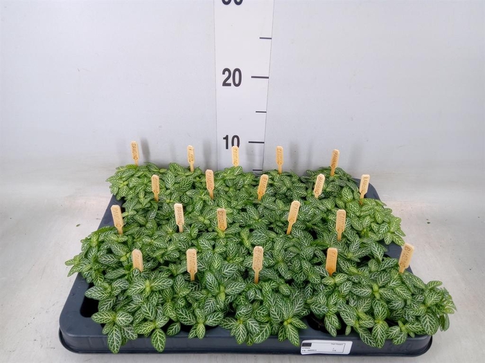 <h4>Fittonia verschaf.</h4>