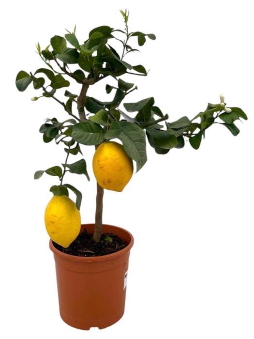 <h4>Citrus lemon "op stam" - 1/3 vruchten</h4>