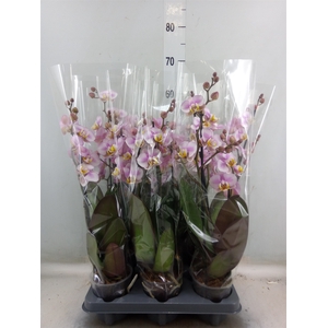 Phalaenopsis  'Corolla Beach'
