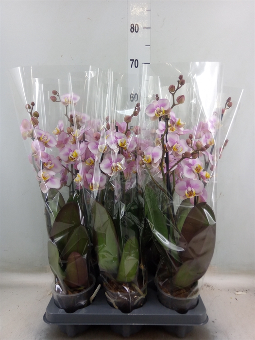 <h4>Phalaenopsis  'Corolla Beach'</h4>