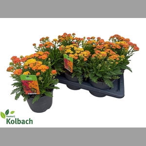 ACHI MILLEFOLIUM