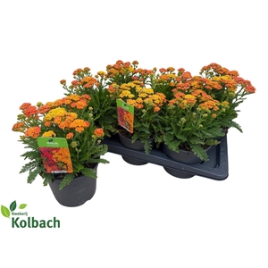 ACHI MILLEFOLIUM