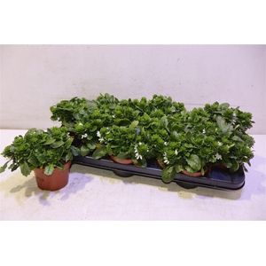 arr8 Scaev Whirlw White