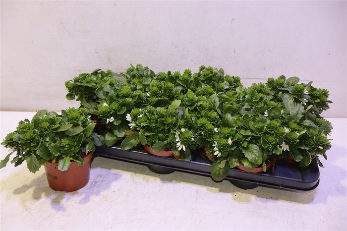 <h4>arr8 Scaev Whirlw White</h4>