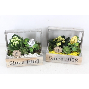 arr2 PL - Bollenkist 1958 - geel/wit