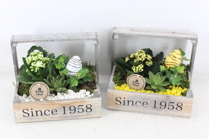 <h4>arr2 PL - Bollenkist 1958 - geel/wit</h4>