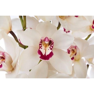CYMB GR IVORY IVORY 60CM X 10