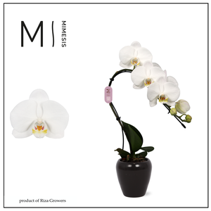 Phalaenopsis Swan White 1 spike - 7cm in Martine Black | Mimesis