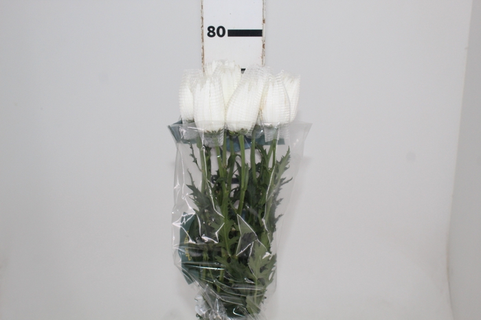 <h4>ANASTASIA HERRERA 080 CM BRANCO</h4>