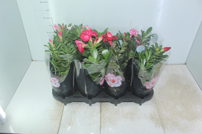 <h4>ROSA DO DESERTO DOBRADO P15</h4>