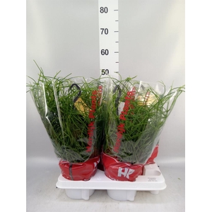 Rhipsalis pulchra