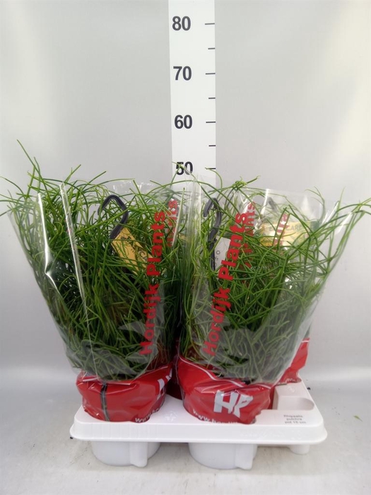 <h4>Rhipsalis pulchra</h4>