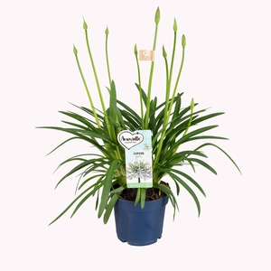Agapanthus Amourette Superb+ White, 9+ tak