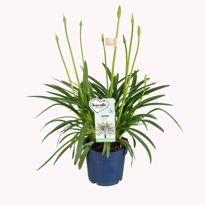 <h4>Agapanthus Amourette Superb+ White, 9+ tak</h4>