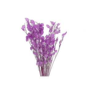 Dried Lunaria Milka 90cm P Bunch