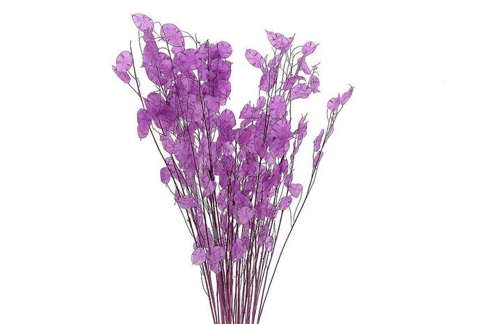 <h4>Dried Lunaria Milka 90cm P Bunch</h4>